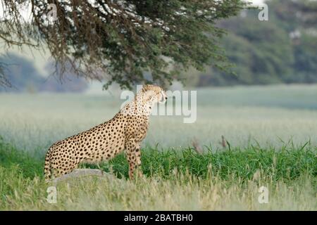 Gepard (Acinonyx jubatus), junger Erwachsener, der am Wasserloch steht, Alert, Kgalagadi Transfrontier Park, Nordkaper, Südafrika, Afrika Stockfoto
