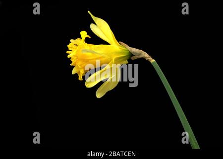 Einsamer gelber Narzir auf schwarzem Grund. Makrofotografie mit Kopierbereich. Stockfoto