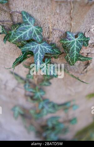 Grüner himalaya-evit (Hedera nepalensis) an einem Baumstamm Stockfoto