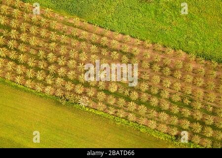 Draufsicht über die Dattelpalmen und Felder des israelischen Kibbutz Stockfoto