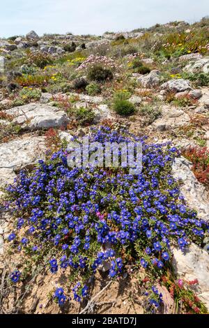 Shrubby pimpernel, Anagalis monelli, Blumen auf Kalkpflaster, Ponta de Sagres, Sagres Point, Algarve, Portugal Stockfoto