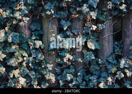 Grüner himalaya-evit (Hedera nepalensis) an einer Holzhecke Stockfoto