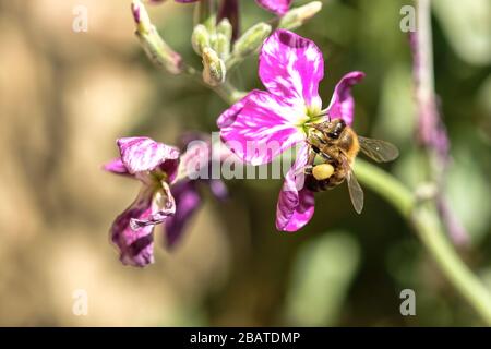 Frühlings-Honigbiene sammeln Pollen über violetter Blüte, Bestäubungsökosystem Stockfoto