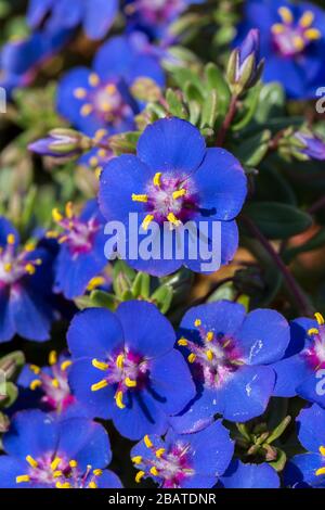 Shrubby pimpernel Anagalis monelli Blumen auf Kalkpflaster, Ponta de Sagres, Sagres Point, Algarve, Portugal Stockfoto