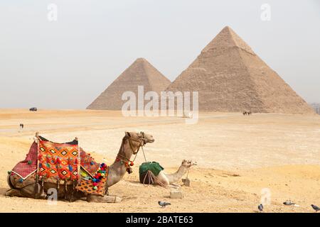 Kamele sitzen auf dem Giza-Plateau in Kairo, Ägypten. Im Hintergrund stehen die großen Pyramiden von Gizeh. Stockfoto