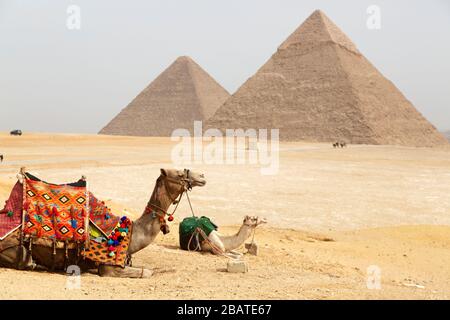 Kamele sitzen auf dem Giza-Plateau in Kairo, Ägypten. Im Hintergrund stehen die großen Pyramiden von Gizeh. Stockfoto