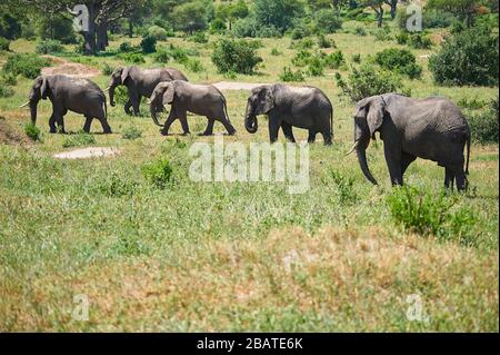 Ein Elefantentrupp, der die Ebenen des Tarangiretals, Tansania, durchmarschiert Stockfoto