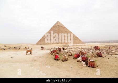 Kamele sitzen in der Nähe der Khufu-Pyramide, auch Cheops-Pyramide genannt, auf dem Giza-Plateau in Kairo, Ägypten. Stockfoto