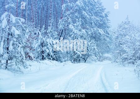 Natur Winter Hintergrund. Verschneiten Wald. Bäume mit Schnee bedeckt. Winternatur. Weihnachtshintergrund. Stockfoto