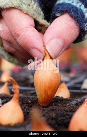 Allium cepa 'Centurion'. Zwiebelsätze werden in Innenräumen in Module gepflanzt, um ihnen einen starken Start zu geben, bis sich der Boden erwärmt. Stockfoto