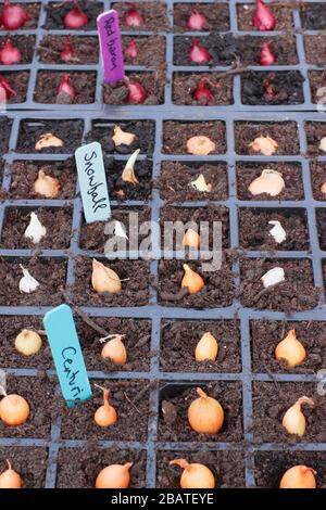 Allium Cepa. Zwiebelsätze (Centurion, Snowball und Red Baron) werden für einen starken Start in modulare Tabletts gepflanzt. Stockfoto