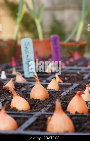 Allium cepa 'Centurion', 'Snowball' und 'Red Baron'. Zwiebelsätze, die in Module gepflanzt wurden, um ihnen einen starken Start zu geben, bis sich die Bedingungen im Freien verbessern. Stockfoto
