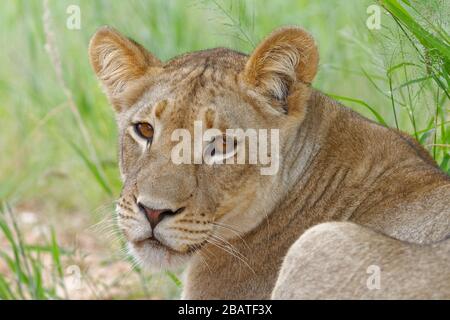 Löwin (Panthera leo), Erwachsene Frau, in hohem Gras liegend, Alert, Kgalagadi Transfrontier Park, Nordkaper, Südafrika, Afrika Stockfoto