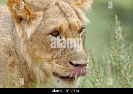Lion (Panthera leo Vernayi), junger schwarzer männlicher Löwe, in hohem Gras gehendes, Kopfschuss, Kgalagadi Transfrontier Park, Nordkaper, Südafrika Stockfoto