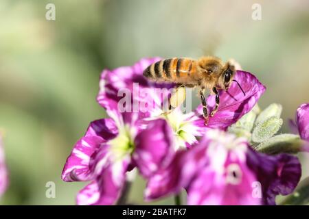 Frühlings-Honigbiene, die Pollen isst, die über violette Blume fliegen, Bestäubung Natur Stockfoto