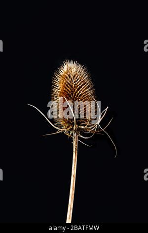 Ein trockener Teelsaatkopf auf schwarzem Grund Stockfoto