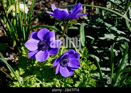 Nahaufnahme der Anemone coronaria (Blauer Mohn) in Blüte im Frühjahr Stockfoto