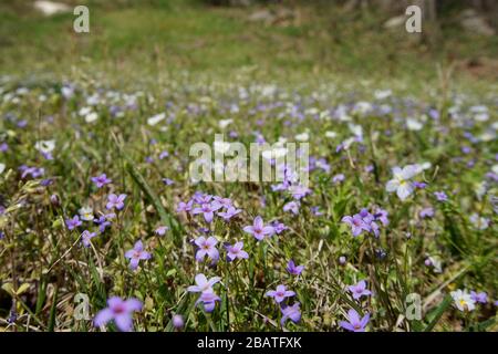 Ein Fleck von bluets und weißen Veilchen blüht im Frühjahr. Selektiver Fokus mit Vorder- und Hintergrund verschwommen. Stockfoto