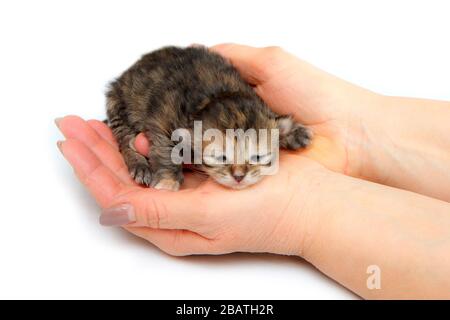 Die niedlichen kleinen neugeborenen Kätzchen hielten sich als Symbol für die Pflege des neuen Lebens in den Händen. Isoliert auf weißem Hintergrund. Stockfoto