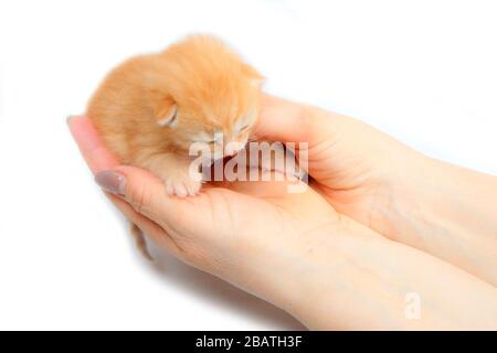 Die niedlichen kleinen neugeborenen Kätzchen hielten sich als Symbol für die Pflege des neuen Lebens in den Händen. Isoliert auf weißem Hintergrund. Stockfoto