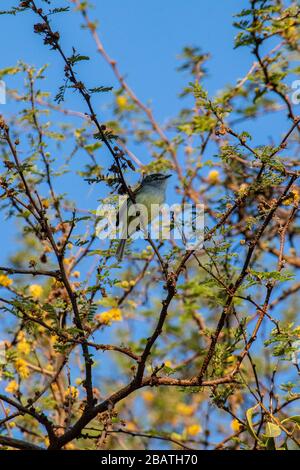 Vogel im Baum, Ibera-Nationalpark, Argentinien Stockfoto