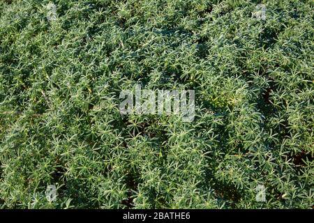 Bush Lupine entlang des Salt Point Trail, Salt Point State Park, Kalifornien Stockfoto