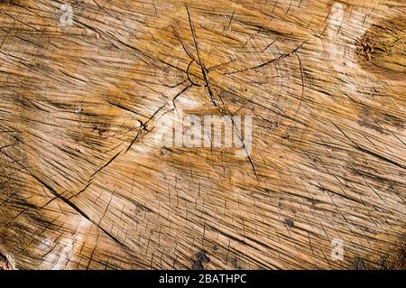 Alte, raue Textur aus altem Baumstamm, Nahaufnahme, Makro Stockfoto