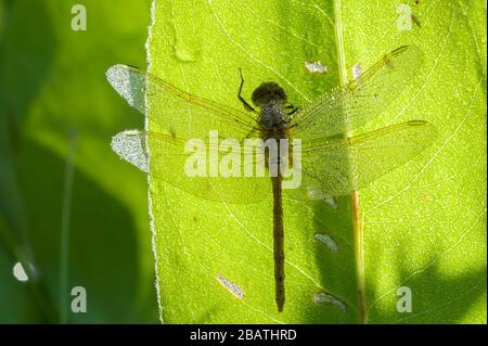 Safrangeflügelte Meadowhawk (Sympetrum costiferum), Nord- und Zentralamerika und Kanada, von Dominique Braud/Dembinsky Photo Assoc Stockfoto