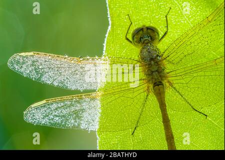 Safrangeflügelte Meadowhawk (Sympetrum costiferum), Nord- und Zentralamerika und Kanada, von Dominique Braud/Dembinsky Photo Assoc Stockfoto