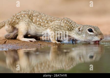 Mexican Ground Squirrel (Spermophilus mexicanus), Texas, USA, von Dominique Braud/Dembinsky Photo Assoc Stockfoto