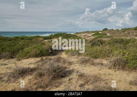 Naturpark von Cabopino - Dunas de Artola, Marbella, Provinz Málaga, Andalusien, Spanien. Stockfoto