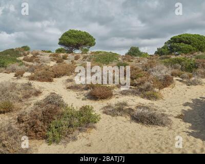 Cabopino - Dunas de Artola, Marbella, Andalusien, Spanien. Stockfoto