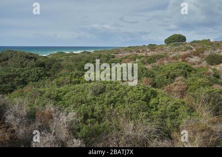 Naturpark von Cabopino - Dunas de Artola, Marbella, Provinz Málaga, Andalusien, Spanien. Stockfoto