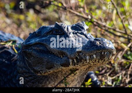 Caiman, Ibera-Nationalpark, Argentinien Stockfoto