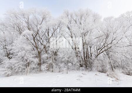 Hoarfrost auf Bäumen, Minnesota, USA, von Dominique Braud/Dembinsky Photo Assoc Stockfoto