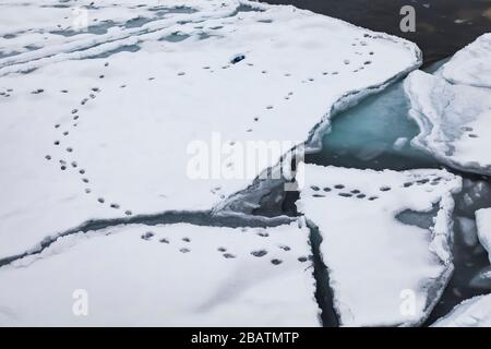 Tierische Spuren, die sich verschiebende Eisplatten an einer Bucht des Atlantiks in Neufundland, Kanada zeigen Stockfoto