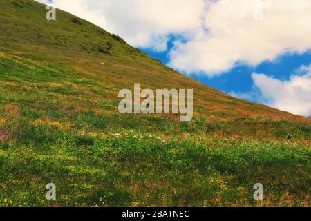 Grüne Alpenwiese mit Wildblumen, blauer Himmel an einem sonnigen Sommertag, Jungfrau Region, Berner Oberland, Schweiz, Europa, Farbe Stockfoto