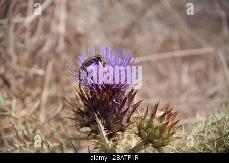 Echse auf der Distel Stockfoto