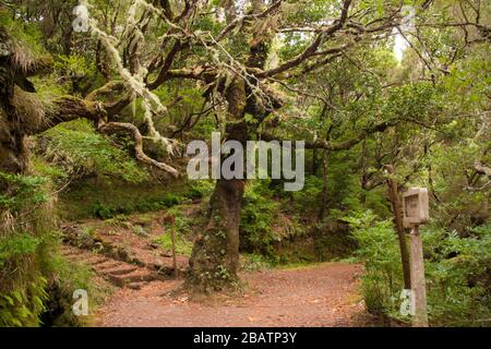 Mystischer Baum mit mehrjährigem Moos bedeckt. Madeira Island Portugal. Stockfoto