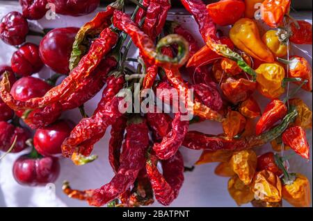 Verschiedene Arten von Paprika hingen zum Trocknen aus. Abruzo, Italia, Europa Stockfoto