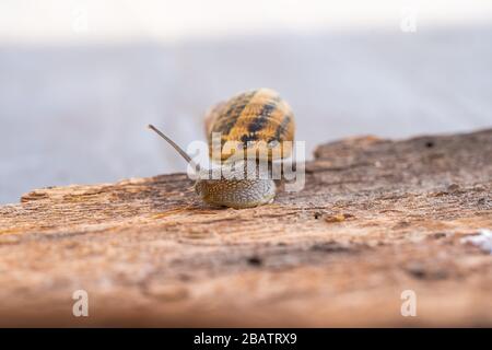 Schnecke auf einem Baum Lumaca Albero Stockfoto