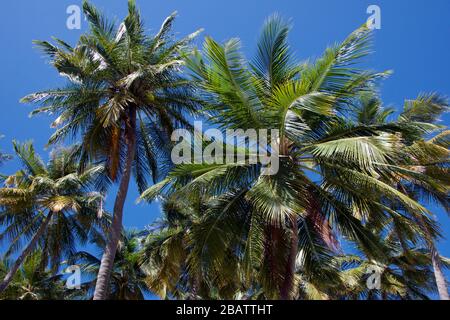 Palmen gegen blauen Himmel Malediven Stockfoto