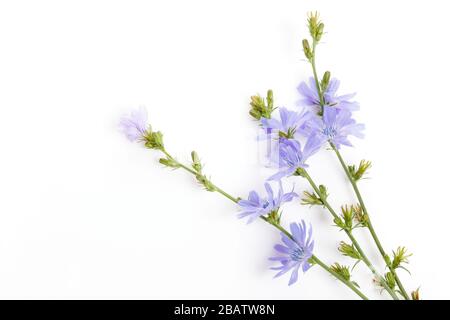 Frische blaue Blüte Chicorée auf weißem Hintergrund Stockfoto