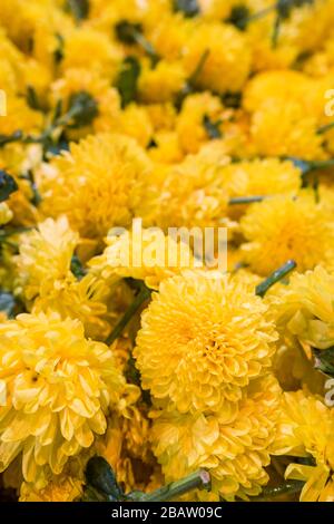 Marigalte Blumen auf dem Markt in Indien zum Verkauf Stockfoto