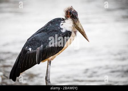 Porträt des wilden Marabou-Storchs (Leptoptilos crumenifer) am Wasser, Entebbe, Uganda Stockfoto