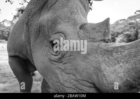 Nahaufnahme eines südlichen weißen Nashorns (Ceratotherium simum simum) im Wildlife Education Center in Uganda, Entebbe, in Uganda Stockfoto