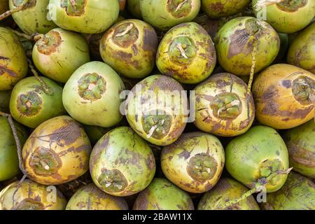 Frische grüne Kokosnüsse Obst Hintergrund Stockfoto