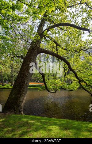 Im Botanischen Garten Keukenhof blühen Tulpen. Lisse, Südholland, Niederlande, Europa. Stockfoto