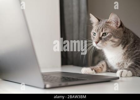 Die schwere, konzentrierte Katze arbeitet unterwegs auf einem Laptop, während sie zu Hause sitzt. Lifestyle. Stockfoto