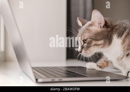 Die schwere, konzentrierte Katze arbeitet unterwegs auf einem Laptop, während sie zu Hause sitzt. Lifestyle. Stockfoto